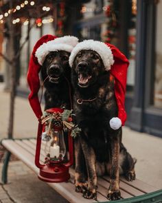 two black dogs wearing santa hats sitting on a bench next to a christmas light lantern