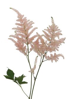 pink flowers with green leaves on a white background