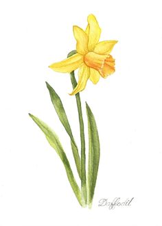 a watercolor drawing of a yellow daffodil