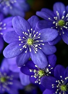 purple flowers with white stamens in the center