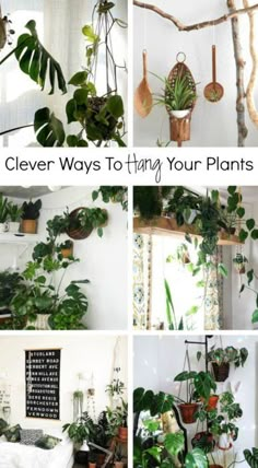 several different types of houseplants are shown in this collage with the words clever ways to try your plants