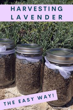 three mason jars filled with lavender seeds and labeled the easy way