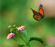 a monarch butterfly flying over a pink flower