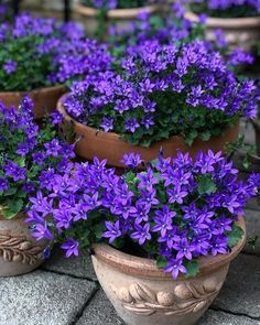 several potted plants with purple flowers in them