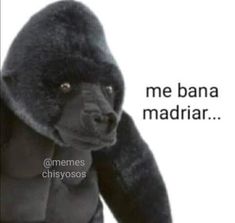 a black and white photo of a stuffed animal with the caption me bana madria