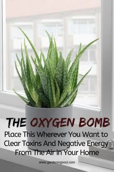 a potted plant sitting on top of a window sill with the words, the oxygen bomb place this wherever you want to clear taxis and negative energy from them in your home