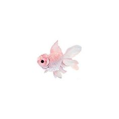 a pink fish is swimming in the water