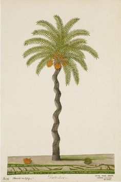 a drawing of a palm tree with fruit on it