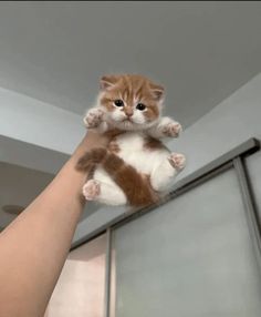 a person holding a cat up in the air