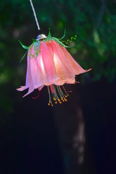 a pink flower hanging from a string in front of green leaves and trees at night