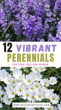 purple and white flowers with text overlay that reads 12 vibrant perennials for your full - sun garden