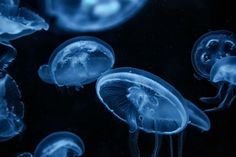 some jellyfish are swimming in the water