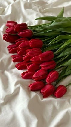 red tulips laid out on a white sheet