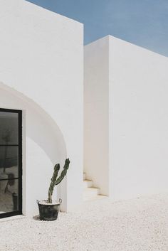 a cactus in a pot sitting next to a white building