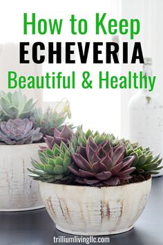 two potted plants with the words how to keep echeveria beautiful and healthy