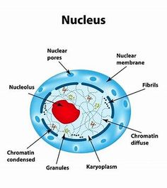 the structure of an animal's cell is shown in this diagram, with labels on it