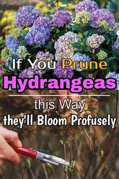 a person holding a pair of scissors in front of purple flowers with text that reads, if you prune hydrangeas this way they'll bloom professionally