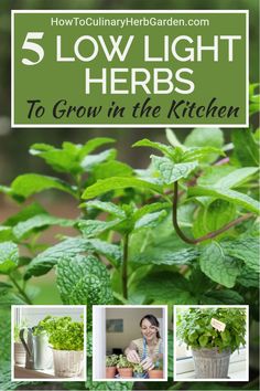 some plants that are growing in the kitchen with text overlay reading 5 low light herbs to grow in the kitchen