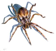 a drawing of a large spider on a white background with blue and brown stripes around it's legs