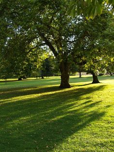 the sun shines through the trees in this park