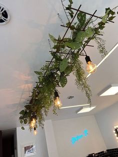 some plants hanging from the ceiling in a room with white walls and lights on it