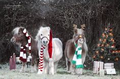 three ponies wearing christmas scarves and scarfs in front of a christmas tree