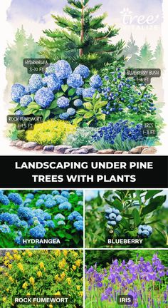 landscaping under pine trees with plants in the foreground and blueberries on the other side