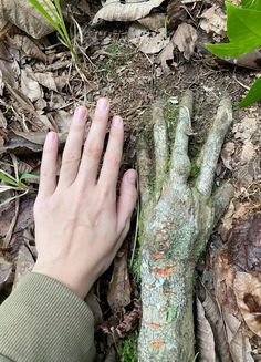 a person's hand touching a tree branch in the woods