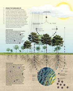 the diagram shows how trees are grown in different stages of growth, and what they look like