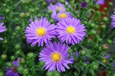 purple flowers with yellow center surrounded by green leaves