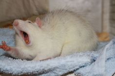 a white rat yawns while laying on a blue towel