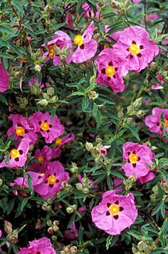 some pink flowers with yellow centers and green leaves