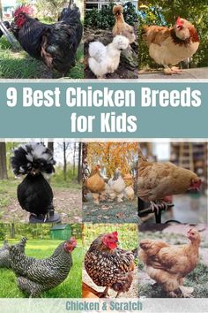 chickens and roosters are featured in this collage with the words 9 best chicken breeds for kids