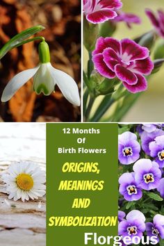 flowers with the words, 12 months birth flowers origins and symbolization floreous