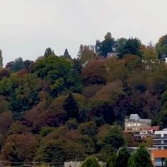 houses on a hill with trees in the background