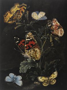 an image of butterflies on a black background