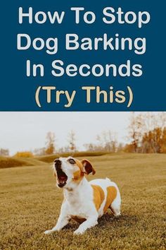 How to stop a dog barking in seconds Aggressive Dog, Dog Info, Smart Dog, Dog Biting