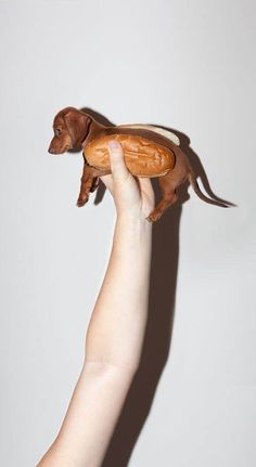 a hand holding a toy dachshund dog on it's hind legs