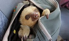 a stuffed sloth in a backpack with it's head sticking out from the pocket