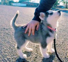 a person is petting a small dog on a leash in the middle of the street