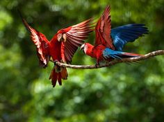 Scarlet Macaws Bird Treats, Crochet Birds, Yellow Bird, Big Bird, Bird Toys, Bird Photo