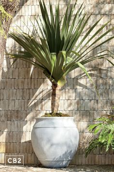 a large potted plant in front of a brick wall