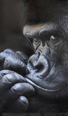 a close up of a gorilla with its hands on his face