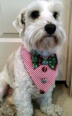 a small white dog wearing a red and green bow tie with candy canes on it's collar