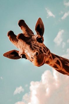 a giraffe looking up at the camera with clouds in the background and blue sky