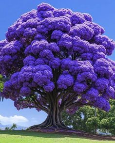 a large purple tree in the middle of a park