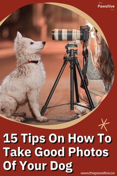 a white dog sitting in front of a camera on top of a tripod with the words, 15 tips on how to take good photos of your dog