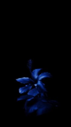 a blue flower is in the dark with its reflection on the water's surface