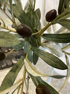 an olive tree with lots of green leaves and brown fruit on it's branches