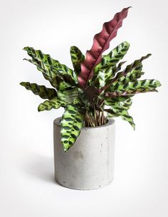 a potted plant with red and green leaves in it on a white background,